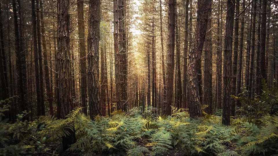 Kan vi i Norden lære å leve på mer klimavennlig måte?
