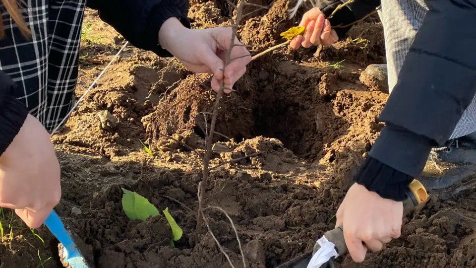 Personer planter et ungt træ i jorden ved hjælp af små haveredskaber.