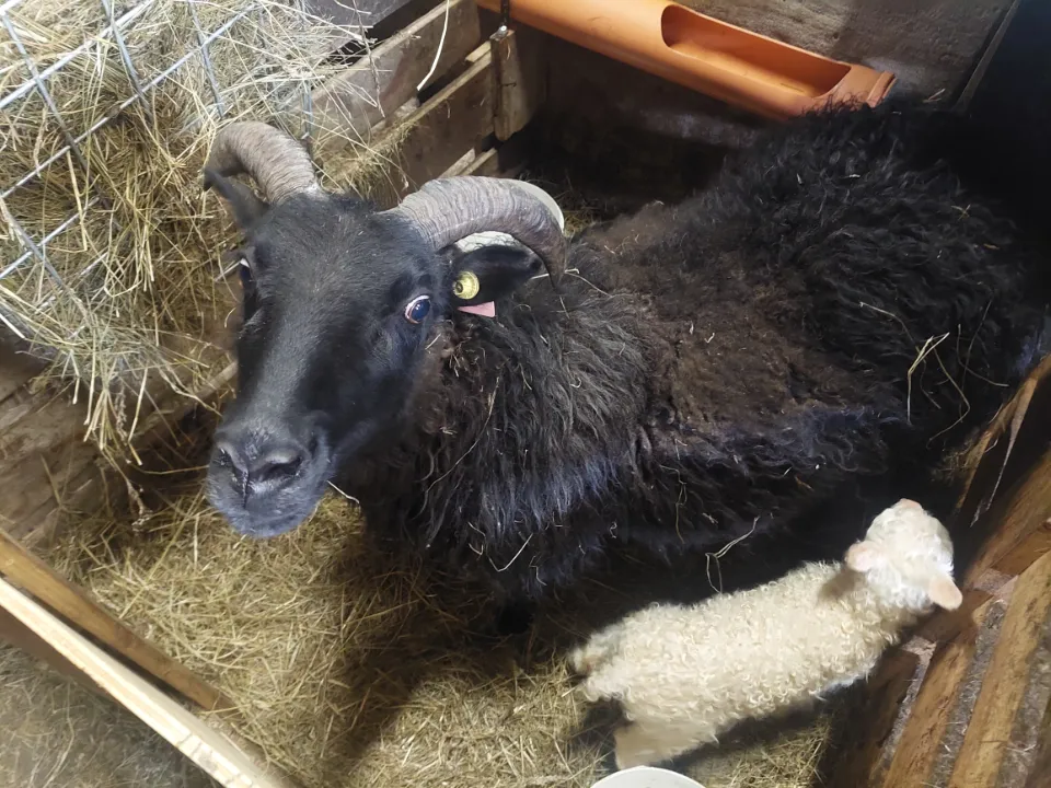 Svartfarget sau med krøllete horn og hvit lamunge i en stall med høy.