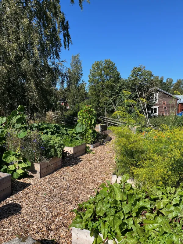 Solig trädgård med upphöjda odlingsbäddar fyllda med grönsaker och örter, omgiven av träd och ett trädhus i bakgrunden.