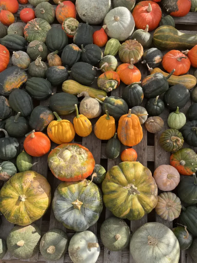 Et udvalg af efterårshøsten med farverige græskar og squash lagt ud på træpaller på Lerbjerggård i Melby, Nordsjælland.