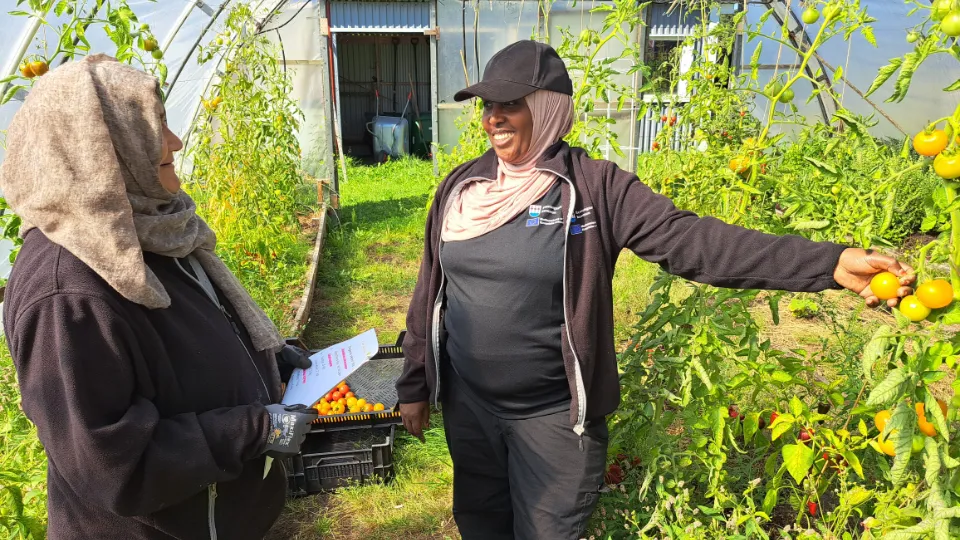 Roqia och Biftu i växthuset Två kvinnor i växthus med grönska och t.ex. tomater synliga.